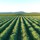 Inside the Jojoba Harvest: How Australian Jojoba Is Grown